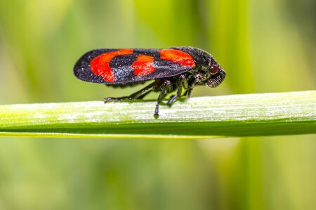red black blood cicada beetle in nature season meadowの写真素材