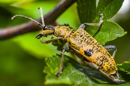 mustard color bug on green leaf in season forestの写真素材