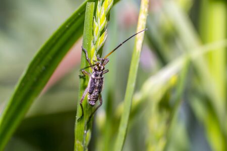 small beetle on green grass in fresh season natureの写真素材