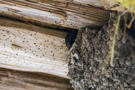 young swallow looks out of the nestの写真素材