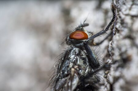 small meat fly on the wallの写真素材