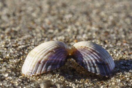 Two halves of a seashell hold together at the Baltic Sea beachの写真素材