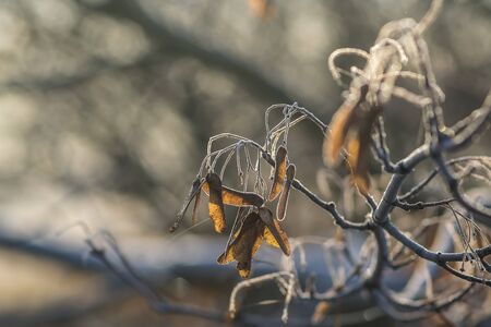 frozen fauna plants with hoar frost の写真素材