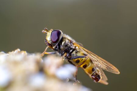 Hoverfly on a thistleの写真素材