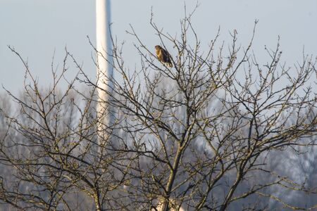 Griffon buzzard on a tree