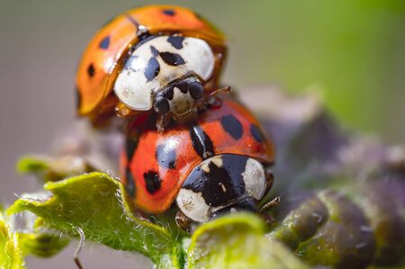 Two ladybugs mating in my season gardenの写真素材