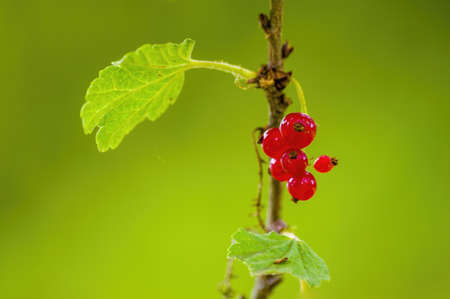 a red berry ribs on currant bush in the garden season