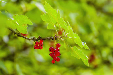 a red berry ribs on currant bush in the garden seasonの写真素材