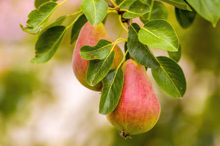 Delicious juicy pear on a tree in seasonal gardenの写真素材