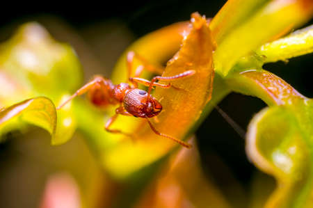 small ant insect on a plant in the meadows