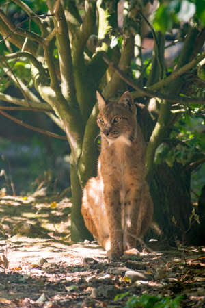 a wild lynx is hiding in the forests