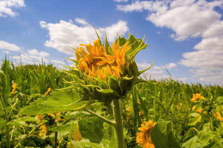 a yellow blooming sunflower on the fieldの写真素材