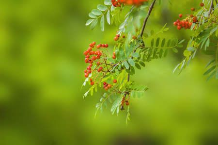 a branch of mountain ash with rowan berriesの写真素材
