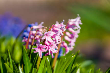 a soft bloom with pink color in my season gardenの写真素材