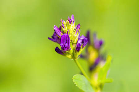 a soft bloom with purple color in my season gardenの写真素材
