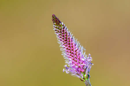 beautiful colorful flower with a soft background