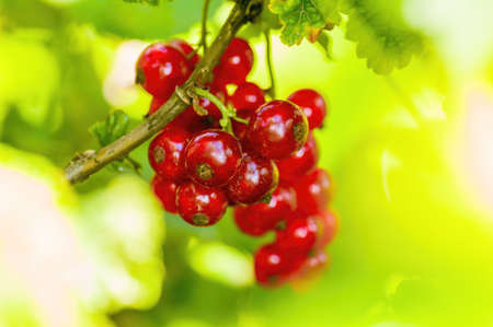 red berry ribs on currant bush in the garden seasons