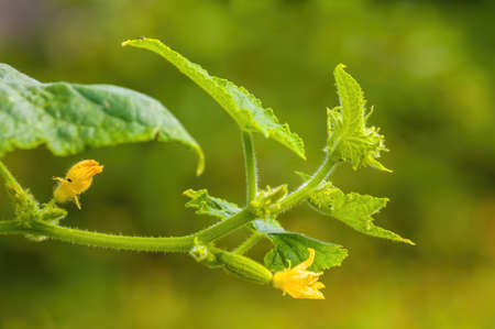 Fresh green cucumber on its plant in the seasonal gardenの写真素材