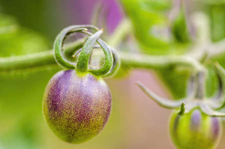 fresh tomato fruit in the season gardenの写真素材