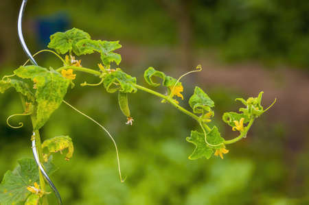 Fresh green cucumber on its plant in the seasonal gardenの写真素材