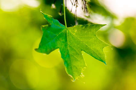 a fresh branch with green leaves in a forest