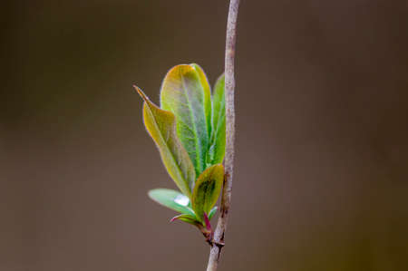 a fresh branch with green leaves in a forest