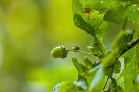 a fresh branch with green leaves in a forestの写真素材