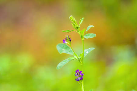 a fresh branch with green leaves in a forestの写真素材