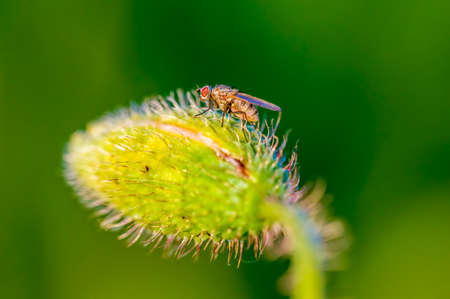 a Little fly insect on a plant in the meadows