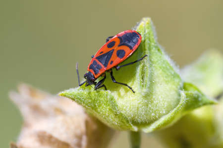 a Small beetle insect on a plant in the meadowsの写真素材
