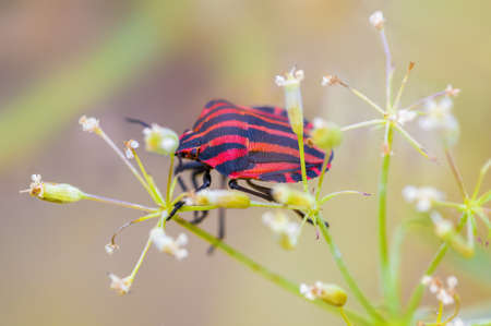 a Small beetle insect on a plant in the meadowsの写真素材
