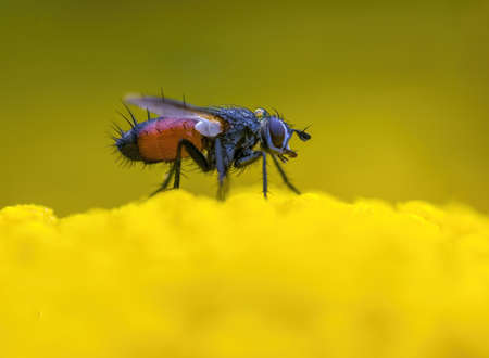 a Small wasp insect on a plant in the meadowsの写真素材