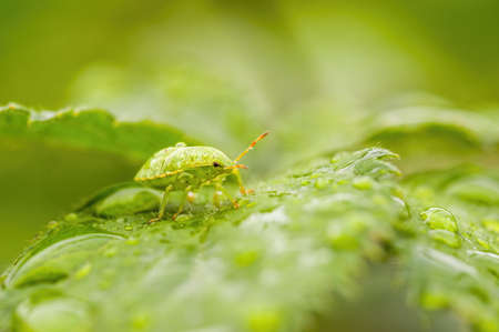 a Small beetle insect on a plant in the meadowsの写真素材