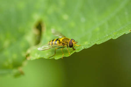 a Small wasp insect on a plant in the meadowsの写真素材