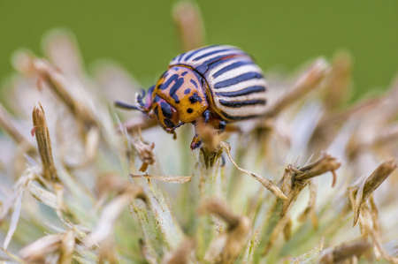 a Small beetle insect on a plant in the meadowsの写真素材