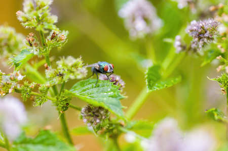 a Little fly insect on a plant in the meadows