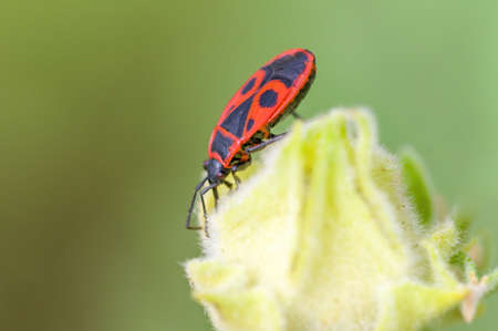 a Small beetle insect on a plant in the meadows