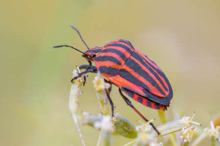 a Small beetle insect on a plant in the meadowsの写真素材