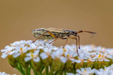 a Small beetle insect on a plant in the meadows