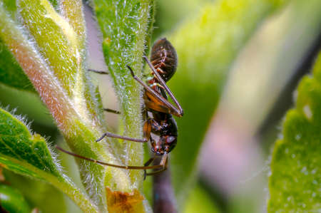 a Small beetle insect on a plant in the meadows