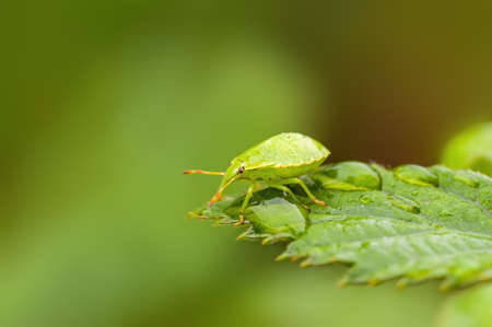 a Small beetle insect on a plant in the meadows
