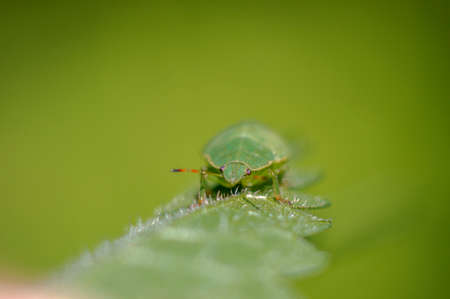 a Small beetle insect on a plant in the meadows