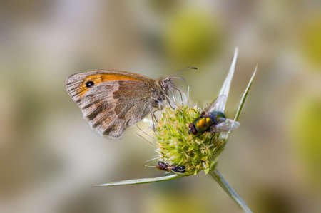 a Small butterfly insect on a plant in the meadowsの写真素材