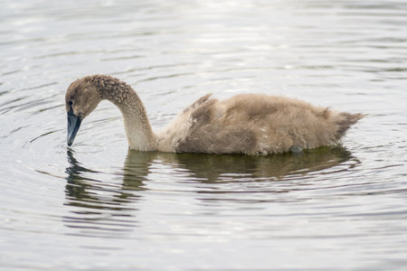 a Young swan swims elegantly on the pondの写真素材
