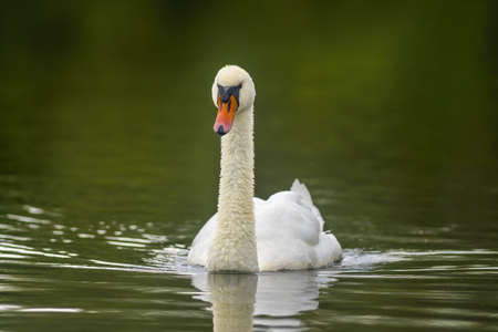 a Young swan swims elegantly on the pondの写真素材