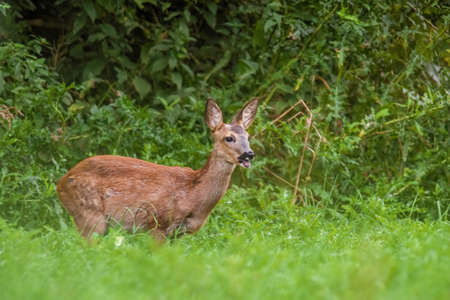 a young female deer on the green meadowの写真素材