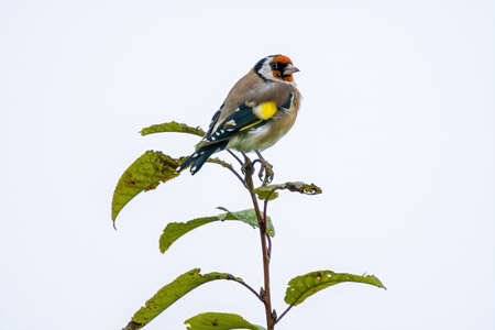 a little young bird on the branch in natureの写真素材