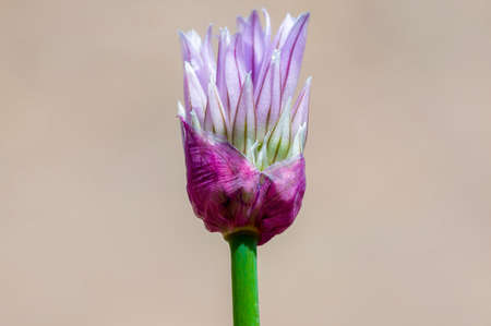 a soft flower blossom in a nature garden