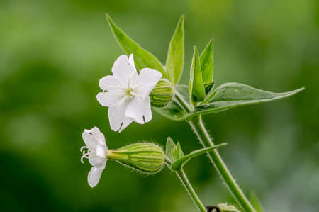 a soft flower blossom in a nature gardenの写真素材