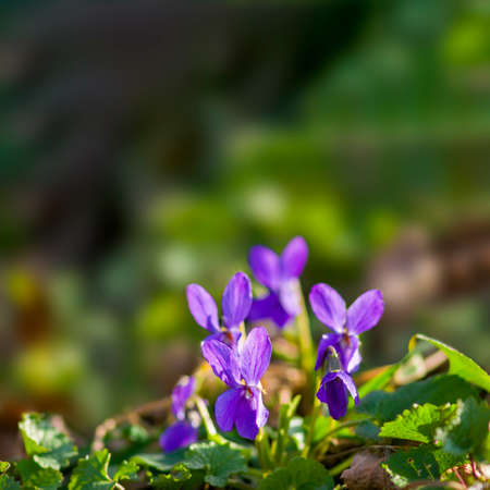 a soft flower blossom in a nature gardenの写真素材